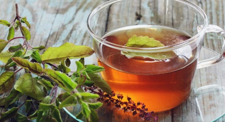 Tulsi basil offers these health benefits