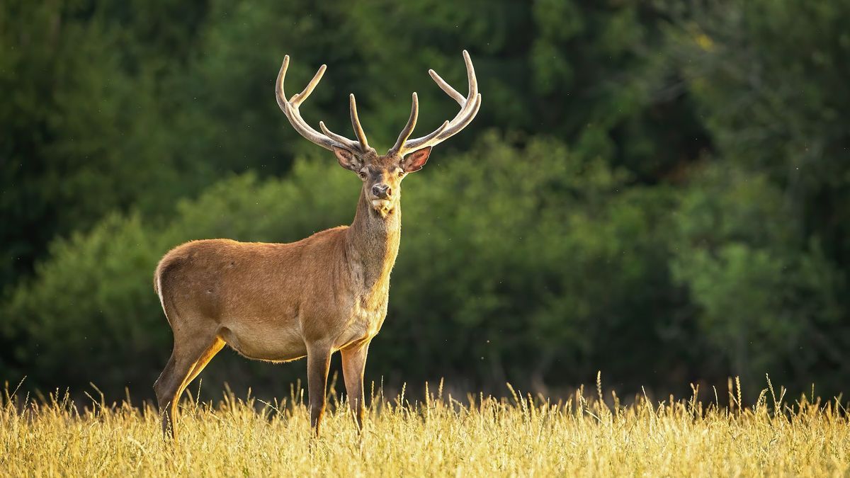 “Zombie deer disease” alert: what is the risk of it spreading to humans?