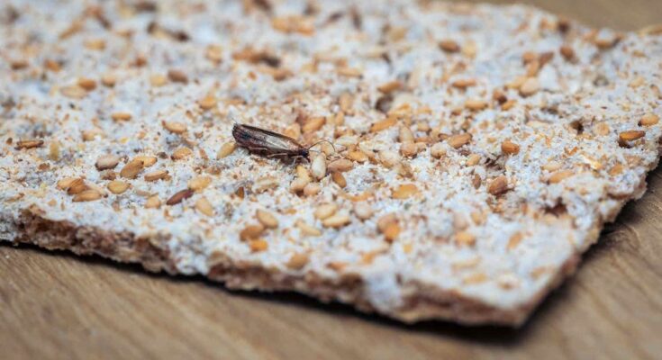 Mealworms and food moths: are you at risk of poisoning?