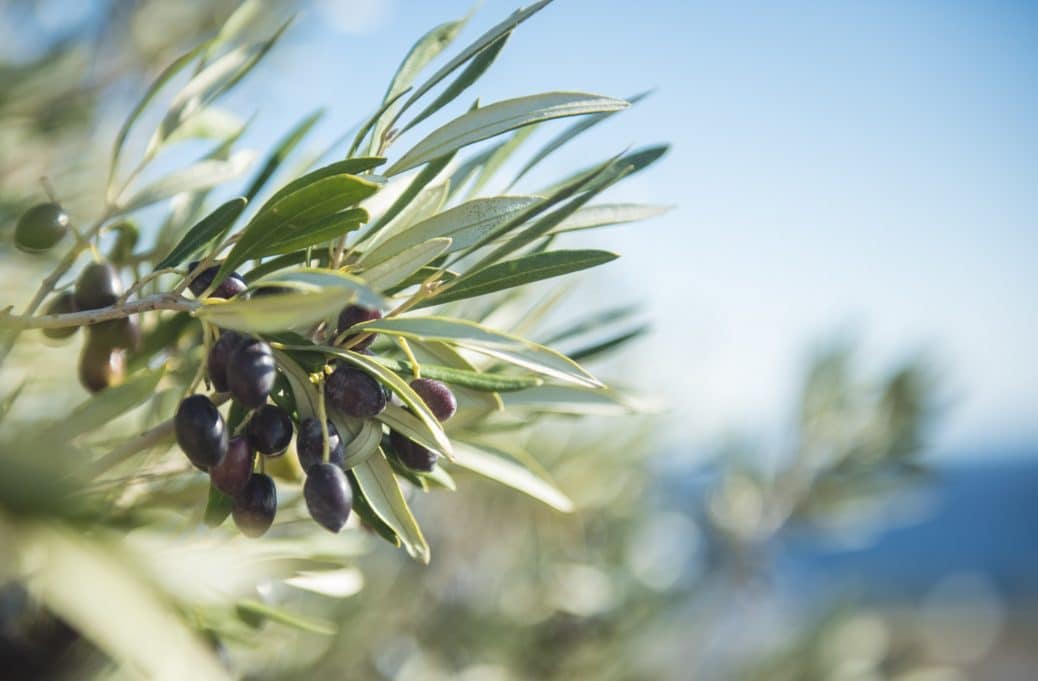 Olive oil leaves have many health-promoting properties