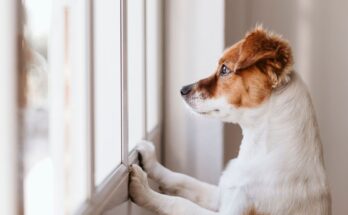 Playlists to relax your dog or cat