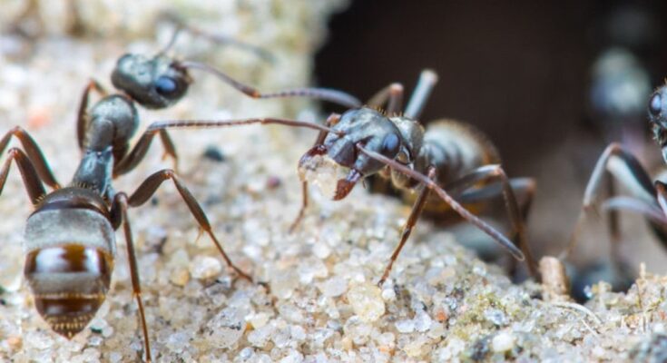 The chemistry of ants to better escape ticks