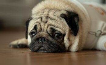 Yes, your dog can also have depression.  Signs to spot and tips to help
