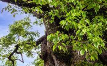 Kampferbaum, Blick auf Stamm, Rinde und Blätter