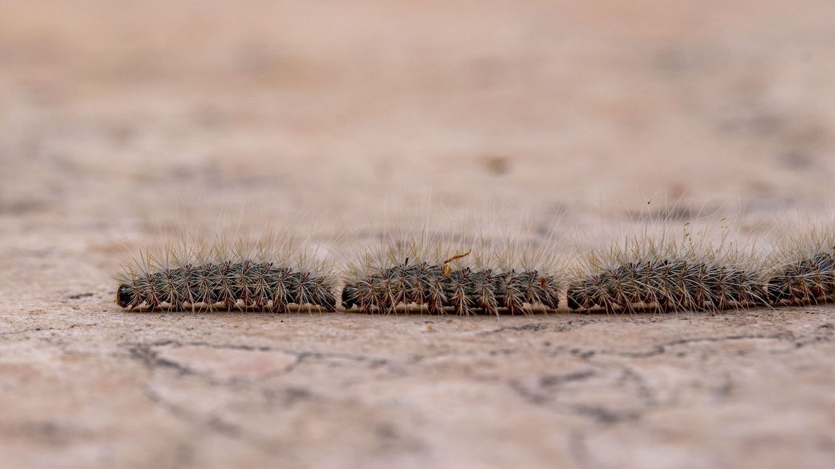 They are back !  Stinging caterpillars reported throughout France