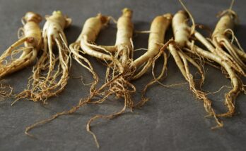 Ginseng reduces muscle damage and improves recovery after exercise
