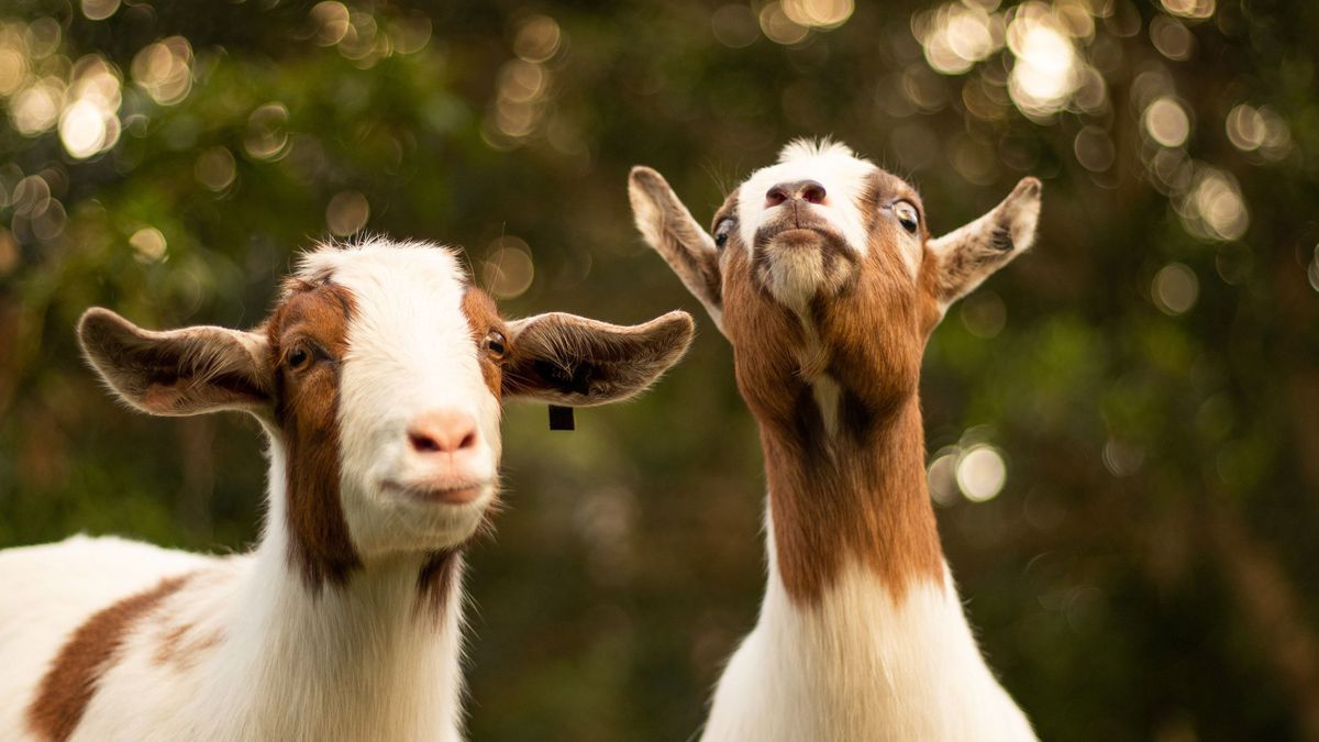 Goats can tell if you are happy by the sound of your voice