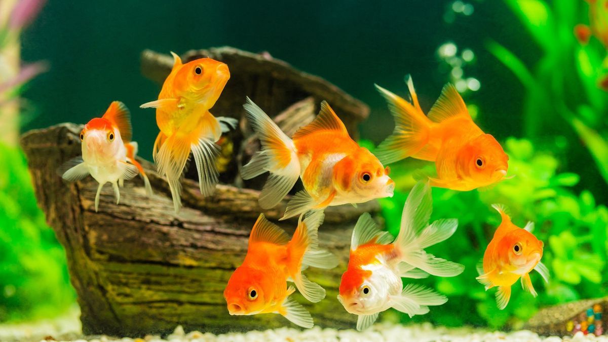 Goldfish, pigeons, termites… These animals whose intelligence is underestimated