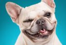Labrador, bulldog… These dog breeds that cost a lot of grooming costs