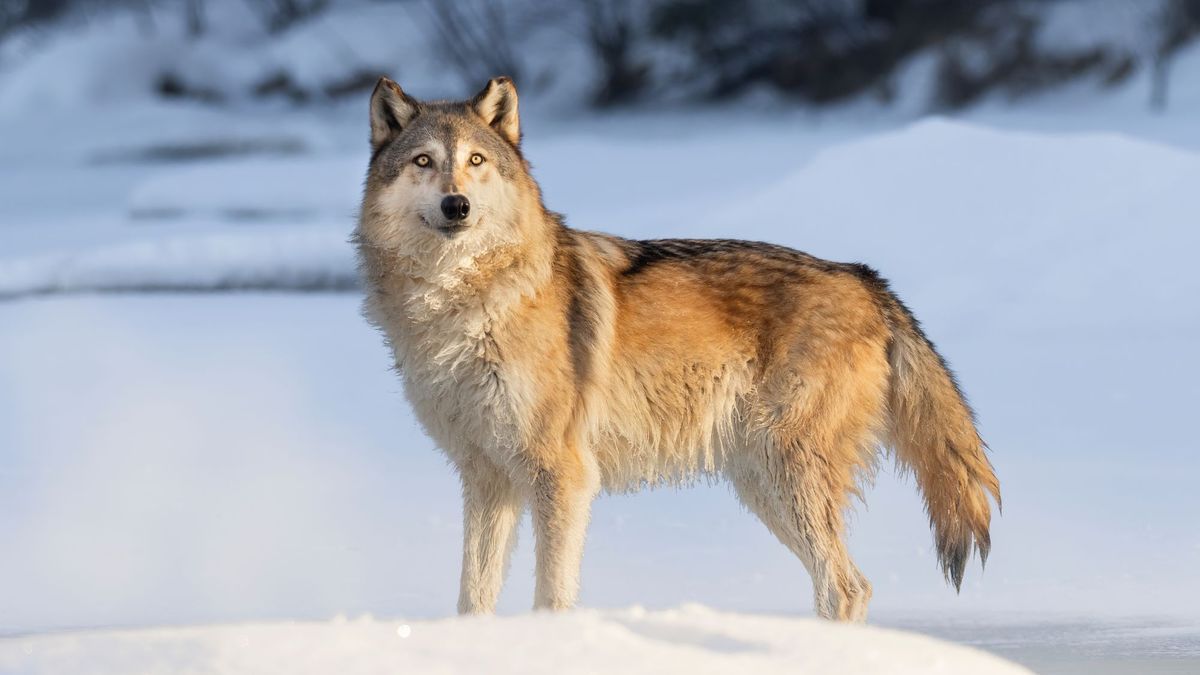 Mutant wolves from Chernobyl have developed anti-cancer abilities