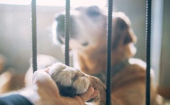 Study reveals impact of forced separation between humans and their pets