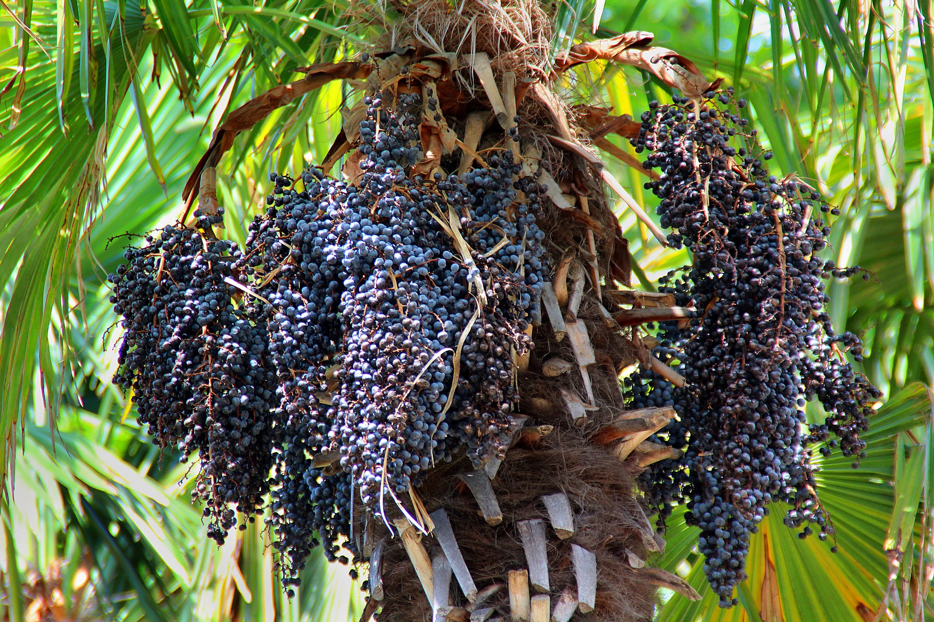 Superfood açaí berry not only protects heart health