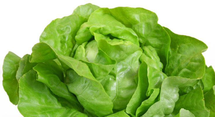 Salatkopf mit grünen Blättern