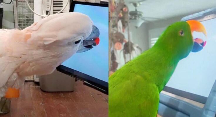 Did you know that parrots love to play on a tablet?