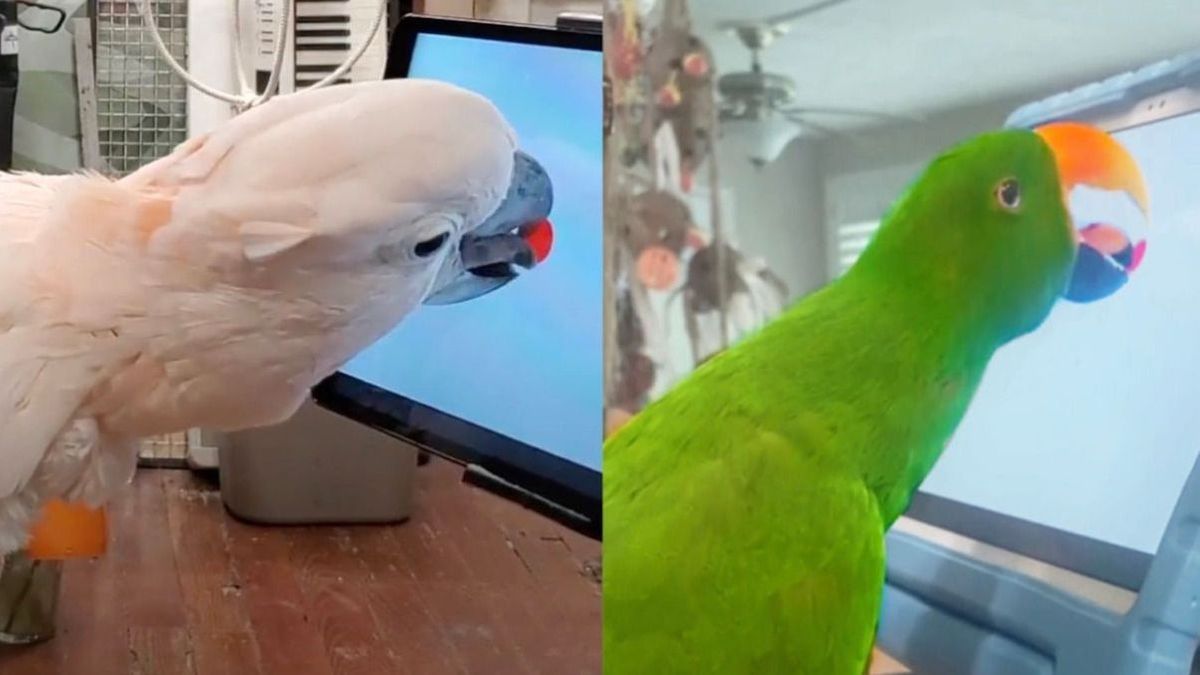 Did you know that parrots love to play on a tablet?