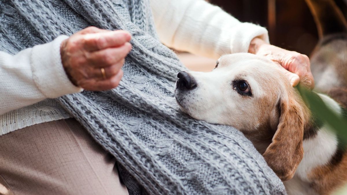 Dogs and cats welcome in nursing homes?  It's yes, for the government