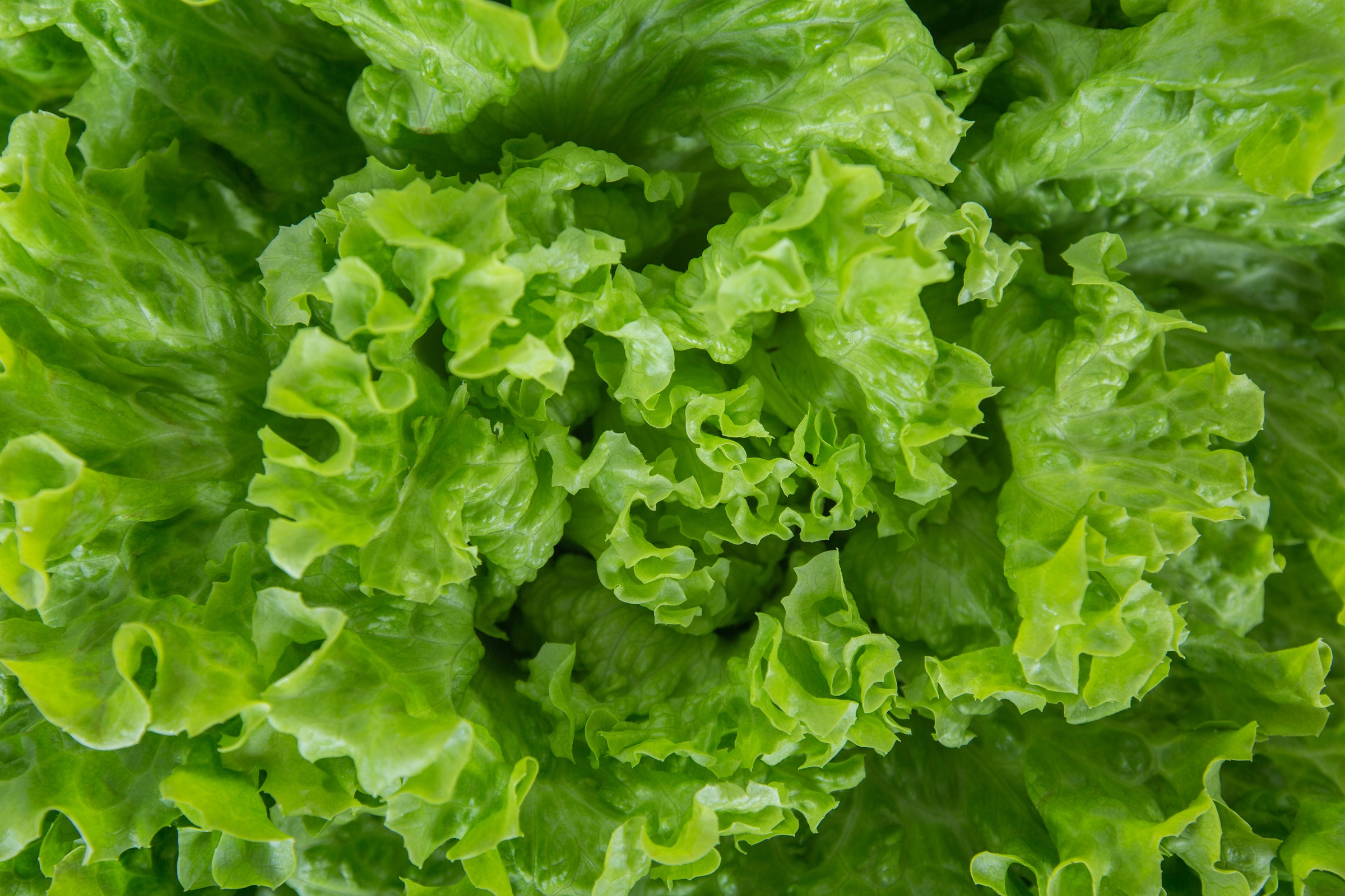 Five Health Benefits of Salad