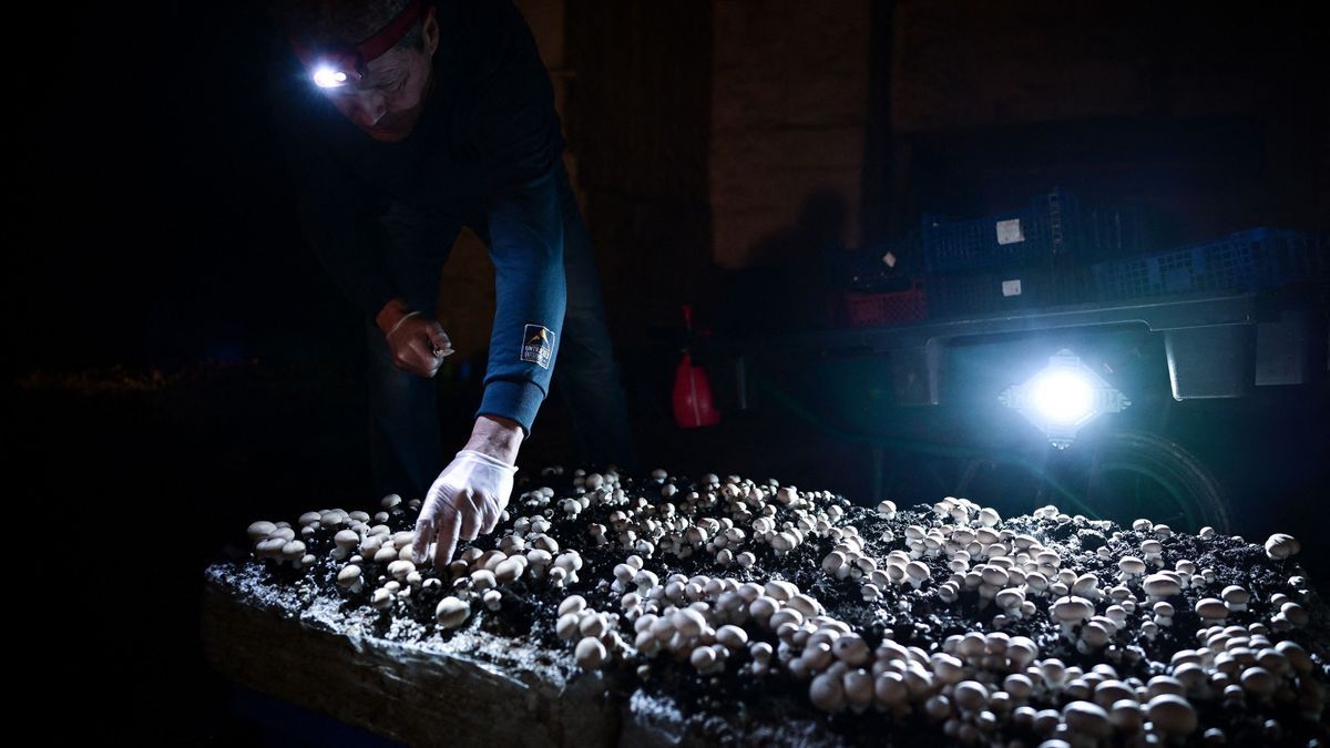 Organic or innovative, the mushroom of French origin is reinventing itself