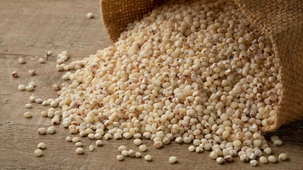 Sorghum: does this cereal really help reduce belly fat?