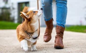 To endear yourself to any dog, walk alongside him