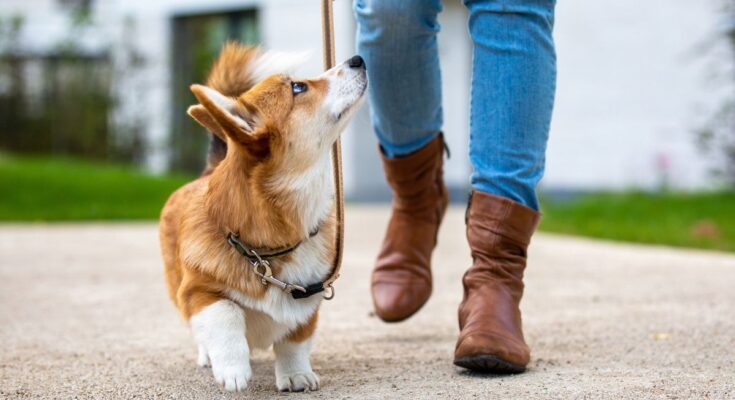 To endear yourself to any dog, walk alongside him