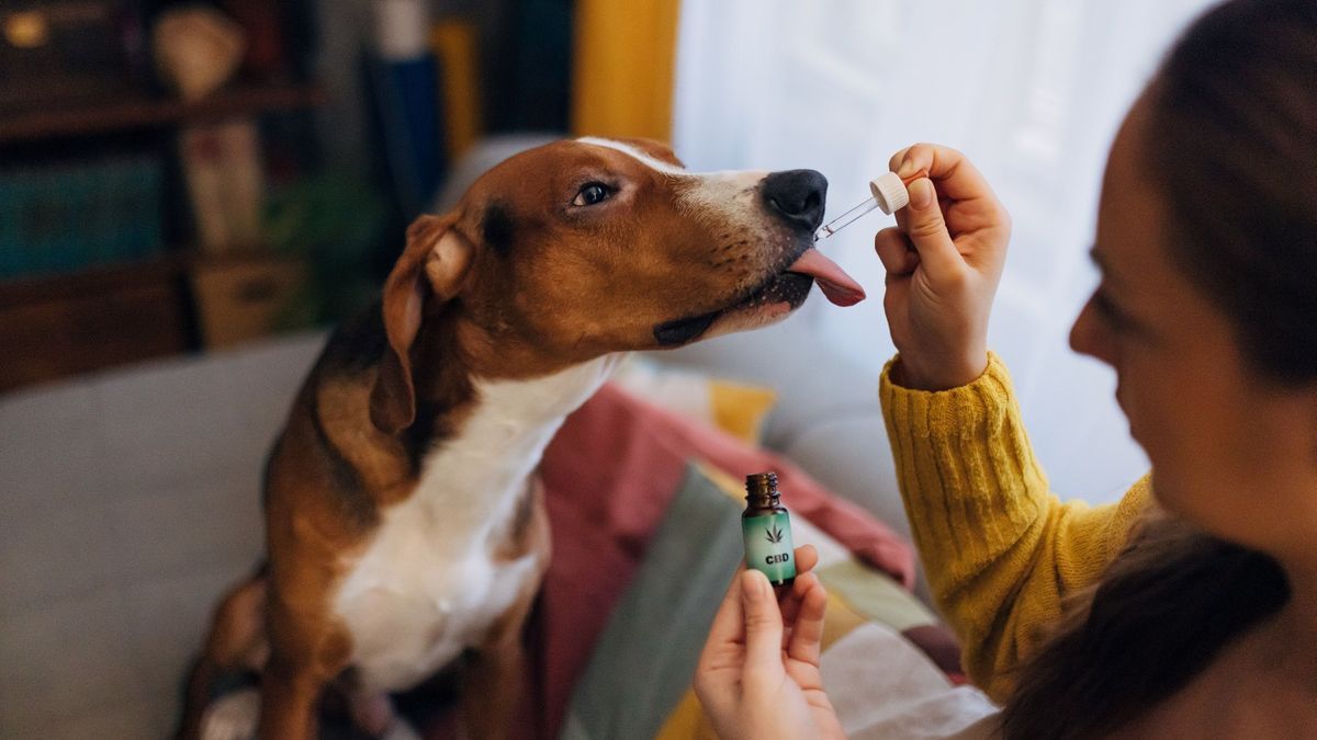 What if cannabis had therapeutic properties for dogs?