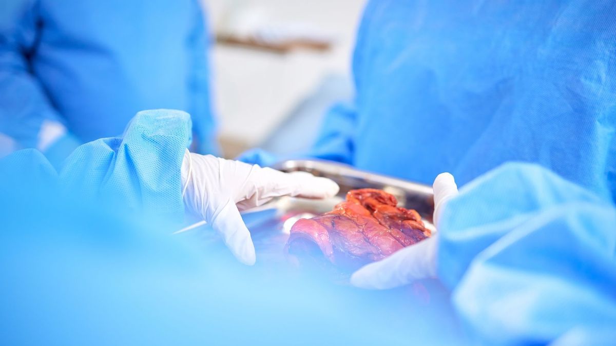 World first: a genetically modified pig kidney was transplanted into a living recipient!