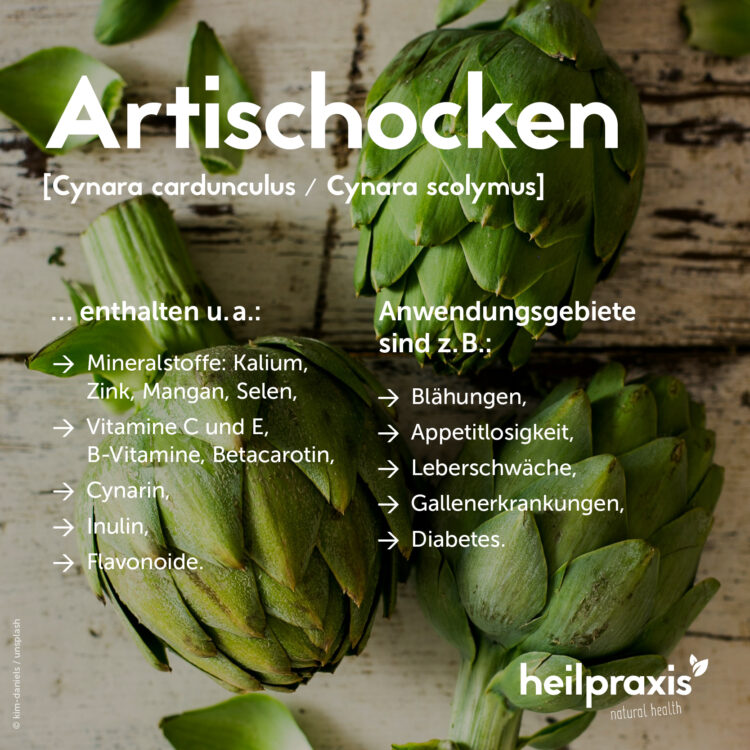 Overview of the most important ingredients and uses of artichokes
