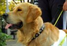 Everything you need to know about guide dogs for the blind, these dogs that are anything but ordinary