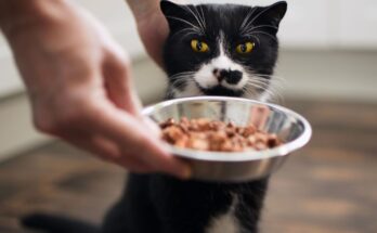 Lab meat will arrive first in our pets' bowls