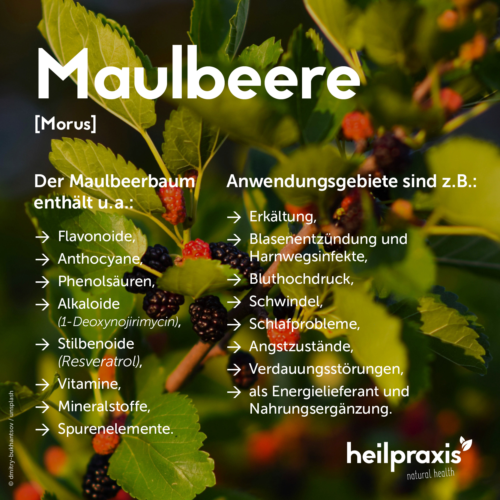 Overview graphic of the ingredients and application of the mulberry tree