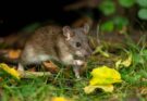 Rats can count, study finds