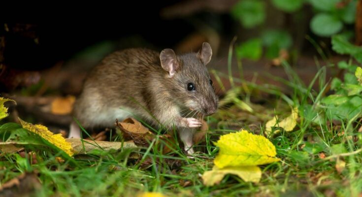 Rats can count, study finds