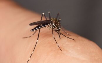 Upsurge in dengue cases in mainland France.  How to protect yourself from the tiger mosquito?