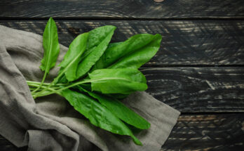 What are the benefits of sorrel and who should avoid it?