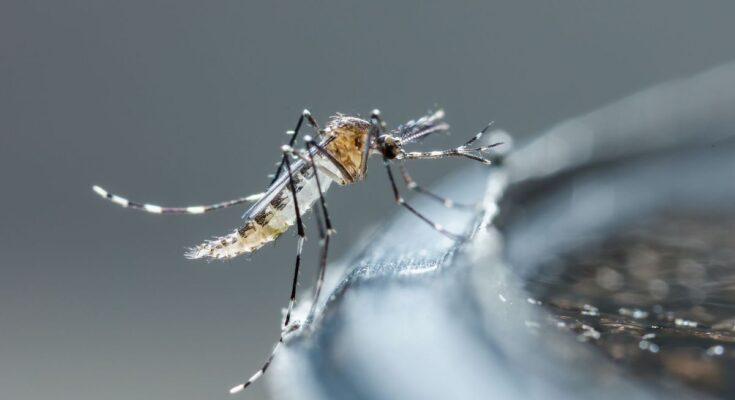 What to do in April to protect yourself from tiger mosquitoes