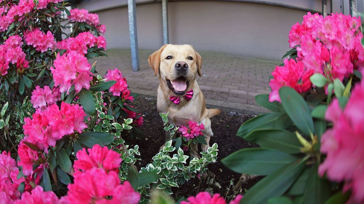 Be careful not to have these plants in your home if you have a pet