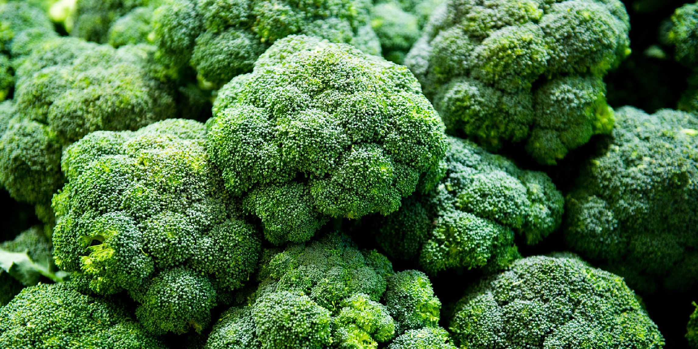 Broccoli active ingredient protects against obesity and chronic diseases