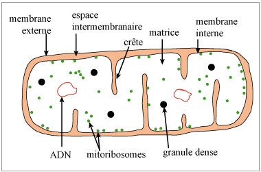 Diagram of a mitochondrion