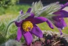 Pasqueflower – ingredients, effects and application