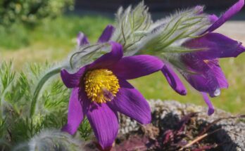 Pasqueflower – ingredients, effects and application