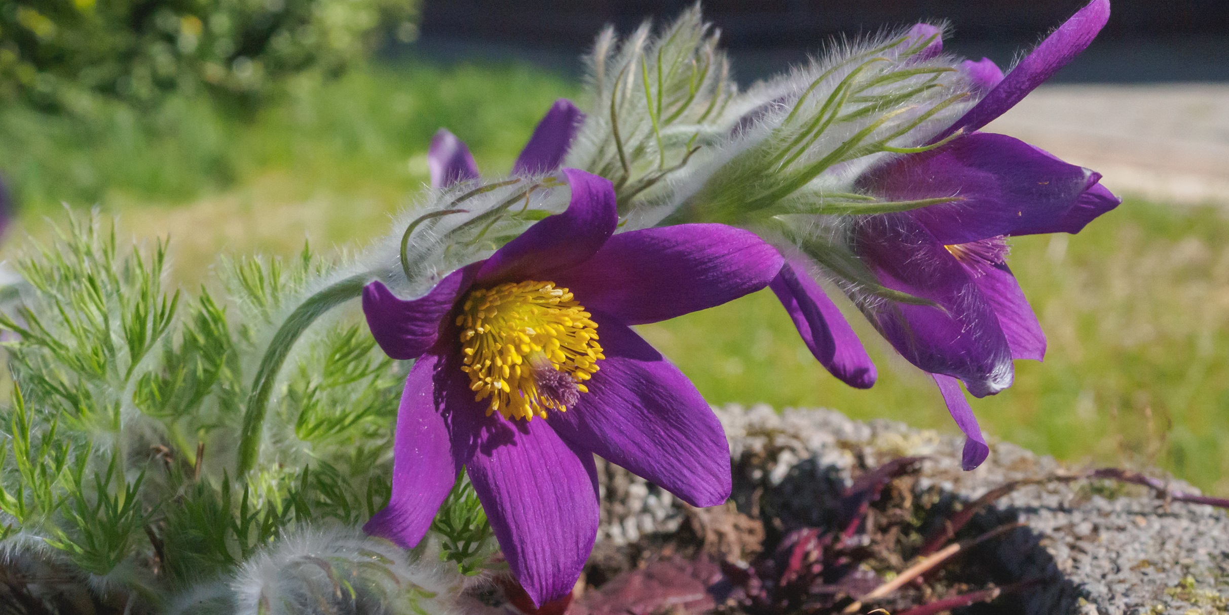 Pasqueflower – ingredients, effects and application