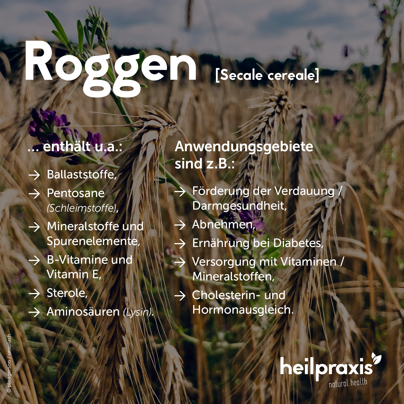 Overview graphic of the ingredients and application of rye