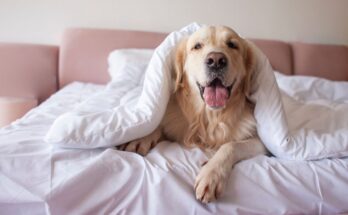 Sleeping with your pet: good or bad idea?