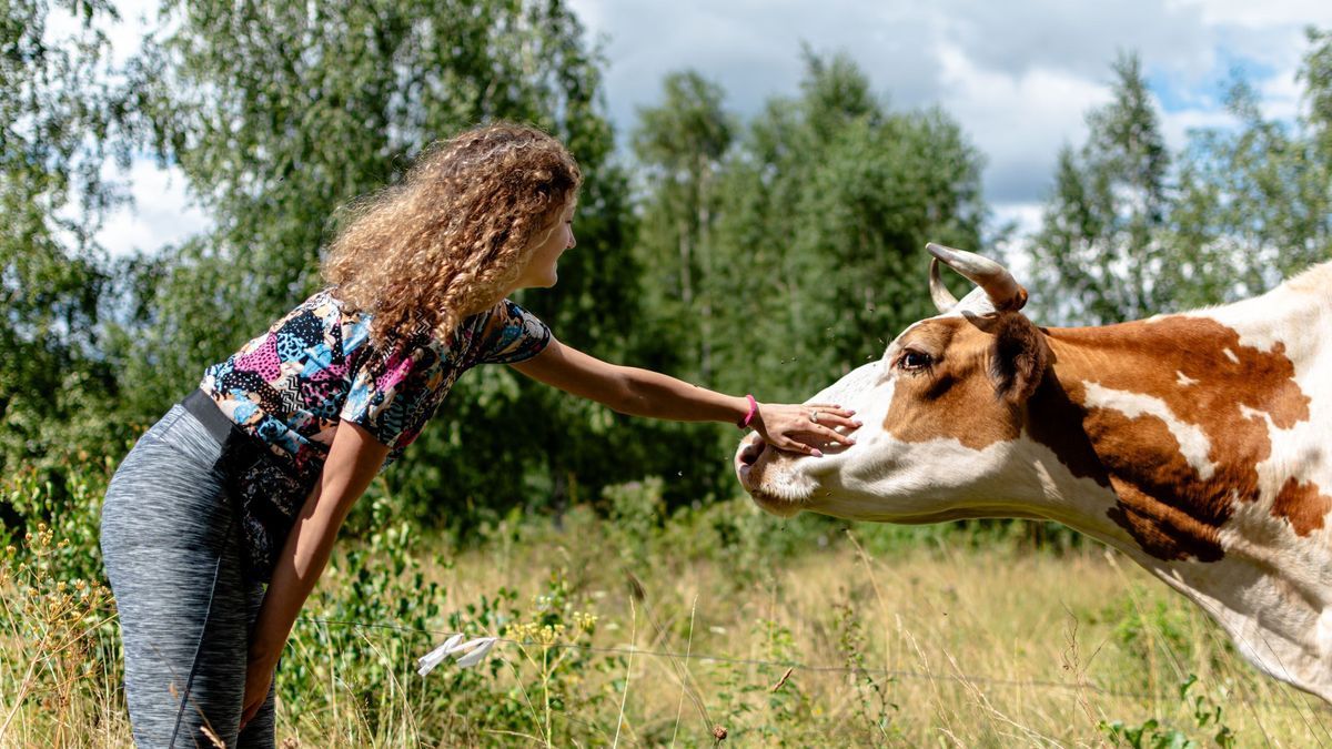 The therapeutic virtues of cows more important for women than for men