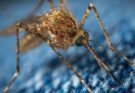 Three natural solutions to avoid mosquito bites