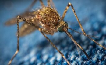 Three natural solutions to avoid mosquito bites