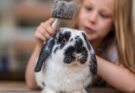 Turtles, rabbits… Be careful with new pets, especially if you have children