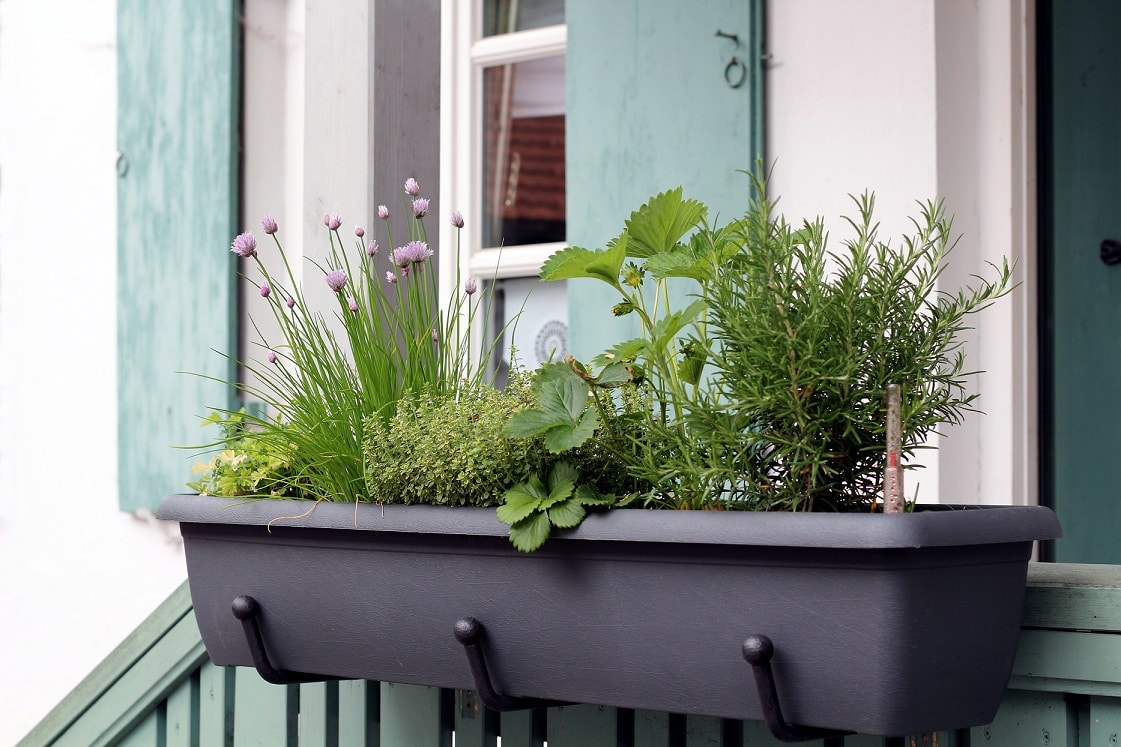 Urban gardening strengthens the immune system