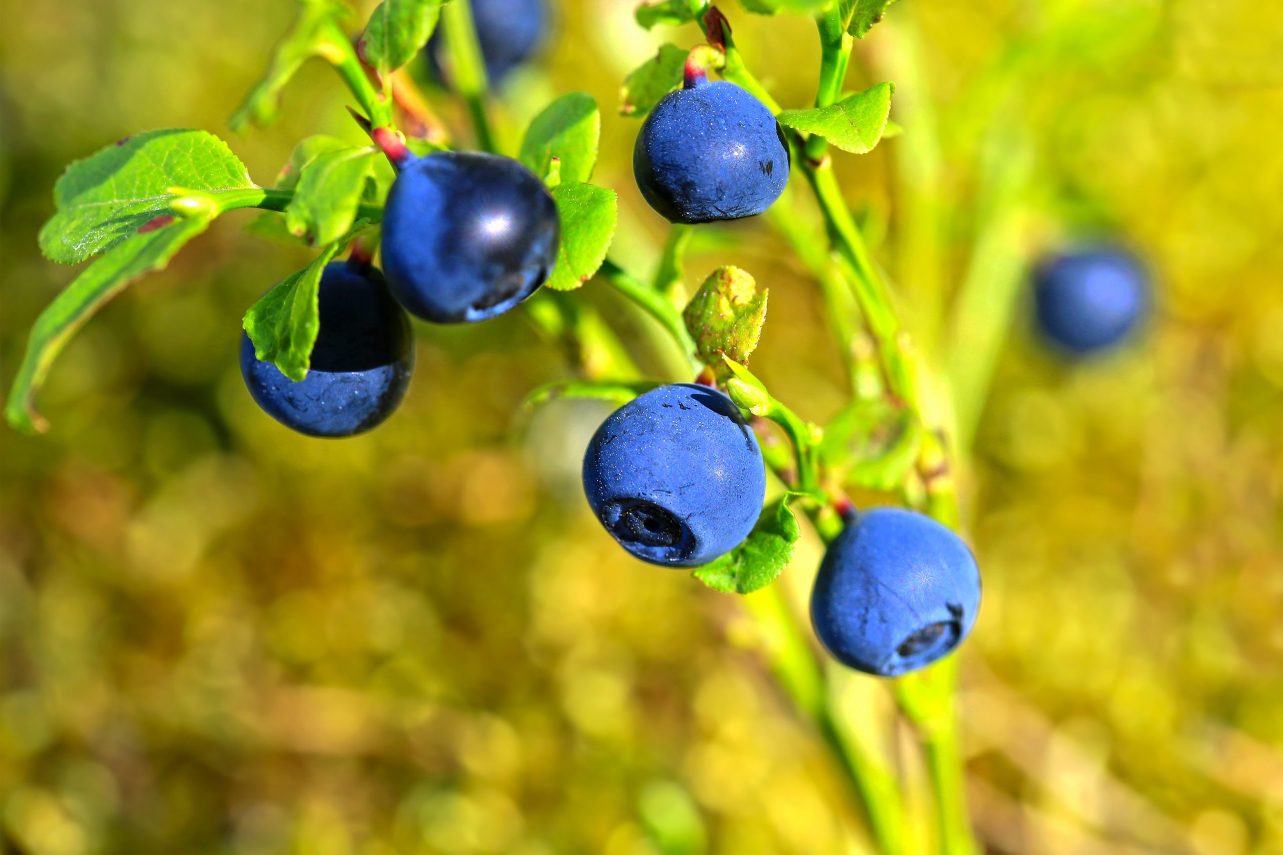 Nutrition: Blueberries not only strengthen cardiovascular health